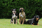 Mischling, Antikdogge und Rottweiler