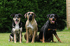 Mischling, Antikdogge und Rottweiler