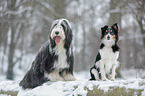 Bearded Collie und Sheltie