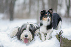 Bearded Collie und Sheltie