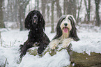 Bearded Collie und Setter-Mischling