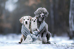 Beagle, Chihuahua und Kleinpudel