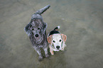 Beagle und Kleinpudel