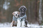 Beagle und Kleinpudel