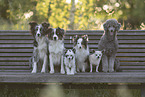 Hundegruppe auf Parkbank