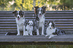 Hundegruppe auf Parkbank