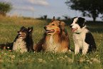 Border Collie, Sheltie und Collie