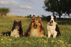 Border Collie, Sheltie und Collie