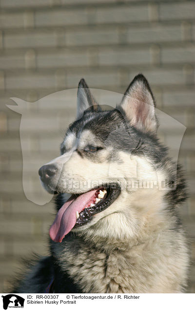 Sibirien Husky Portrait / Sibirien Husky Portrait / RR-00307