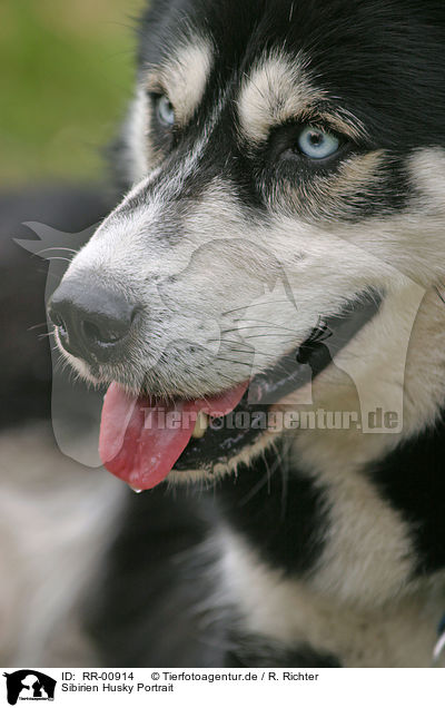 Sibirien Husky Portrait / Siberian Husky Portrait / RR-00914