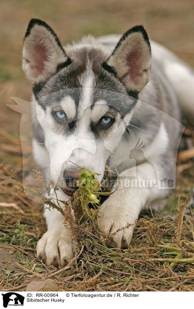 Sibirischer Husky / Sibirien Husky / RR-00964