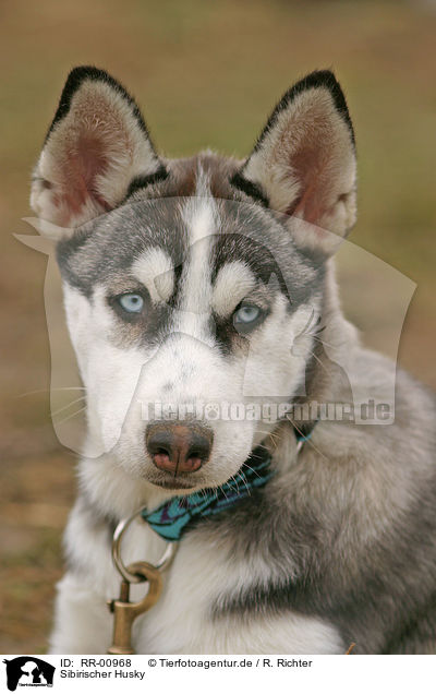 Sibirischer Husky / Sibirien Husky / RR-00968