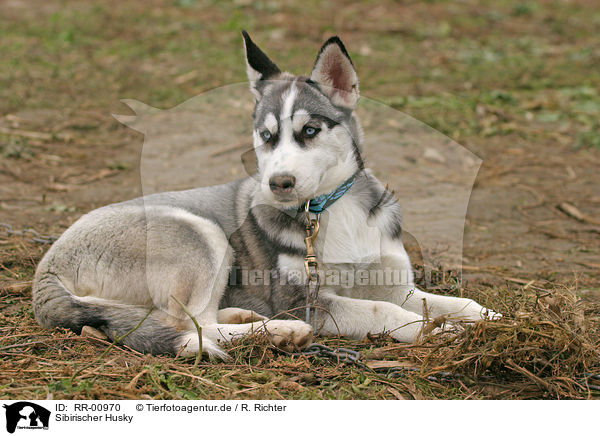 Sibirischer Husky / Sibirien Husky / RR-00970