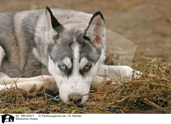 Sibirischer Husky / RR-00971