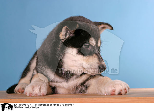 Sibirien Husky Welpe / sibirien husky puppy / RR-06737