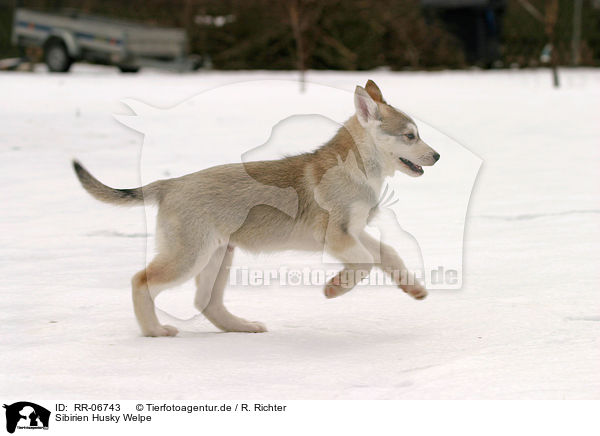 Sibirien Husky Welpe / sibirien husky puppy / RR-06743