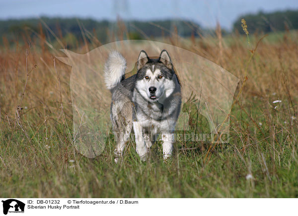 Siberian Husky Portrait / DB-01232