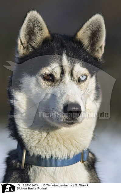 Sibirien Husky Portrait / SST-01424