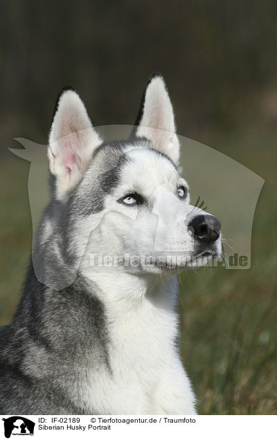Siberian Husky Portrait / IF-02189