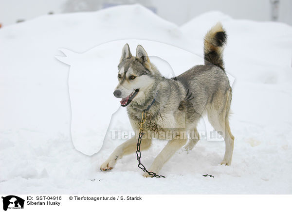 Siberian Husky / SST-04916