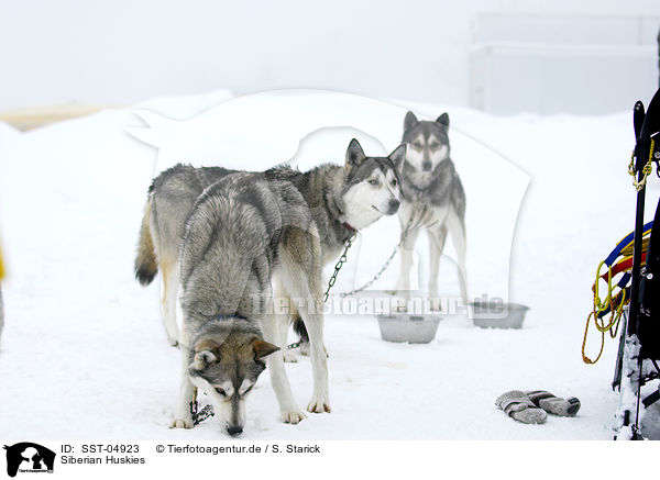 Siberian Huskies / SST-04923