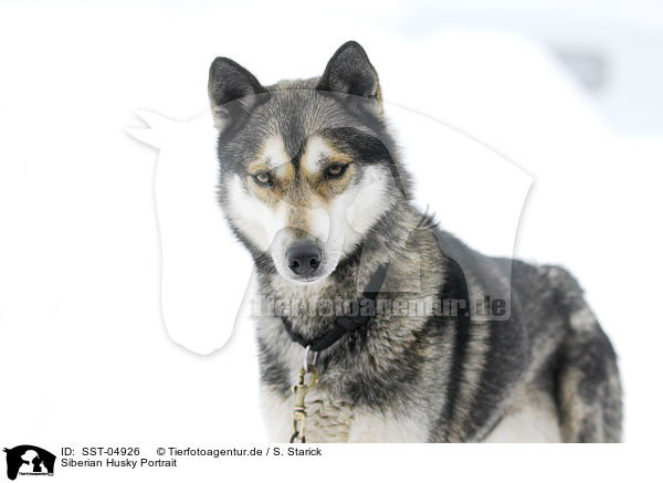 Siberian Husky Portrait / Siberian Husky Portrait / SST-04926