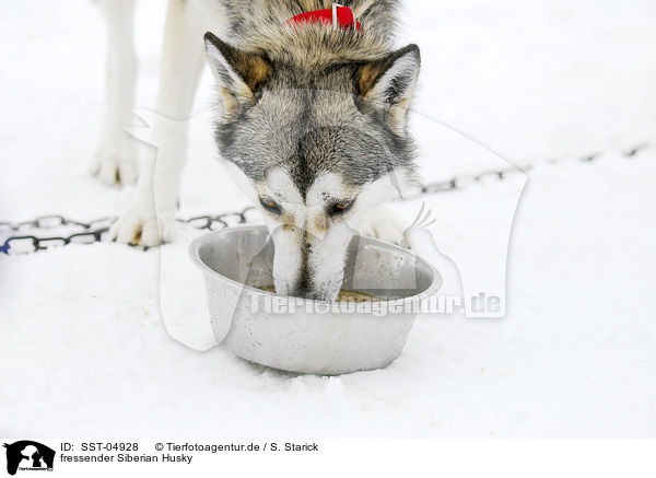 fressender Siberian Husky / eating Siberian Husky / SST-04928