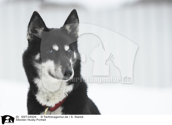 Siberian Husky Portrait / SST-04929