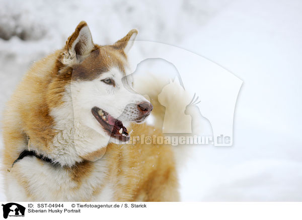Siberian Husky Portrait / SST-04944