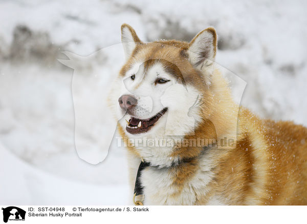 Siberian Husky Portrait / SST-04948