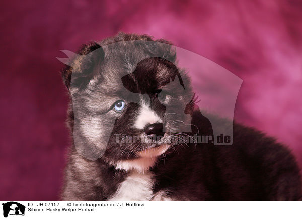 Sibirien Husky Welpe Portrait / JH-07157
