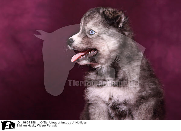 Sibirien Husky Welpe Portrait / JH-07158