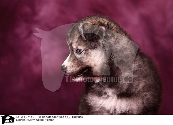 Sibirien Husky Welpe Portrait / JH-07160