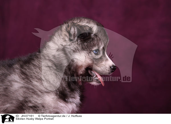 Sibirien Husky Welpe Portrait / JH-07161