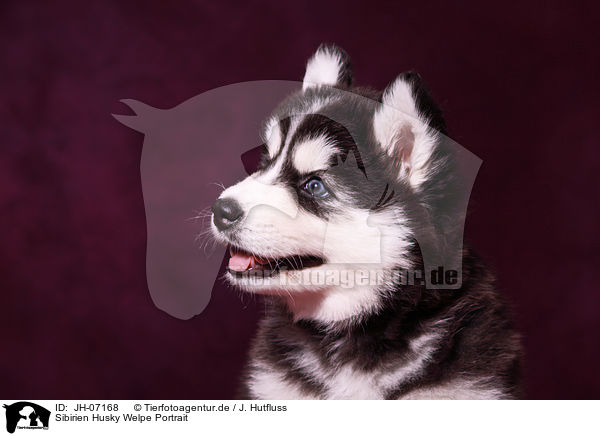 Sibirien Husky Welpe Portrait / JH-07168