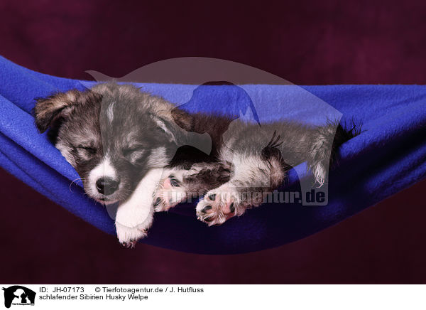 schlafender Sibirien Husky Welpe / JH-07173