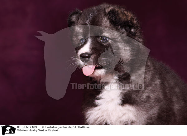 Sibirien Husky Welpe Portrait / JH-07183