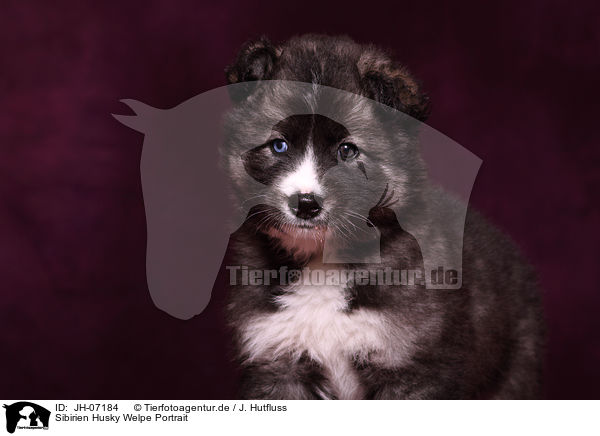 Sibirien Husky Welpe Portrait / JH-07184