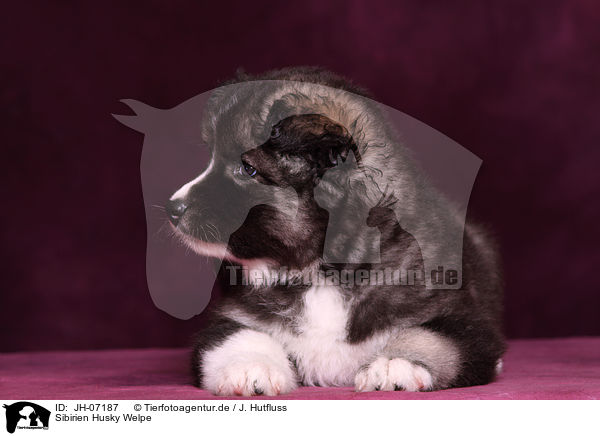 Sibirien Husky Welpe / Siberian Husky puppy / JH-07187