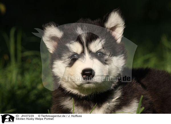 Sibirien Husky Welpe Portrait / JH-07229
