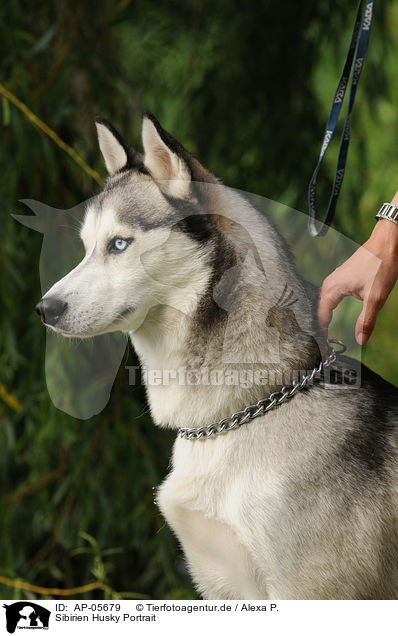 Sibirien Husky Portrait / AP-05679