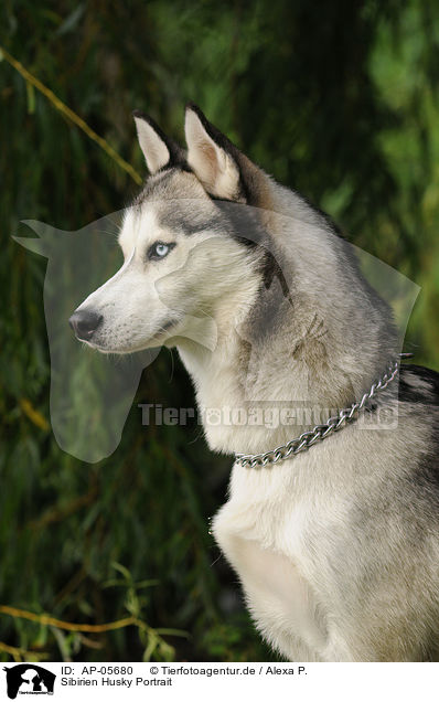 Sibirien Husky Portrait / AP-05680