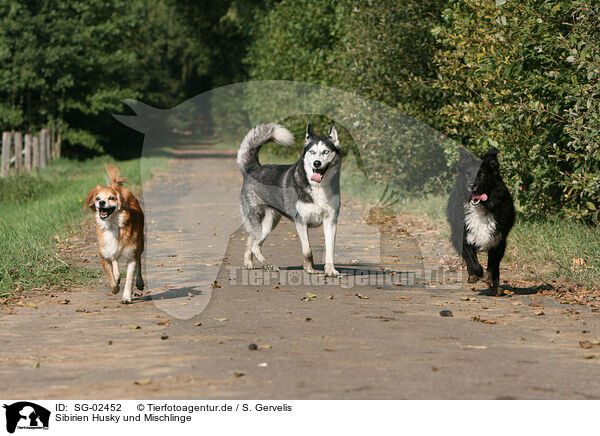 Sibirien Husky und Mischlinge / Siberian Husky and mongrels / SG-02452