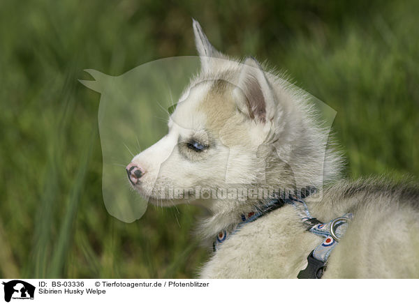 Sibirien Husky Welpe / BS-03336