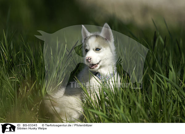 Sibirien Husky Welpe / Siberian Husky Puppy / BS-03345