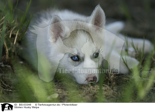 Sibirien Husky Welpe / Siberian Husky Puppy / BS-03346
