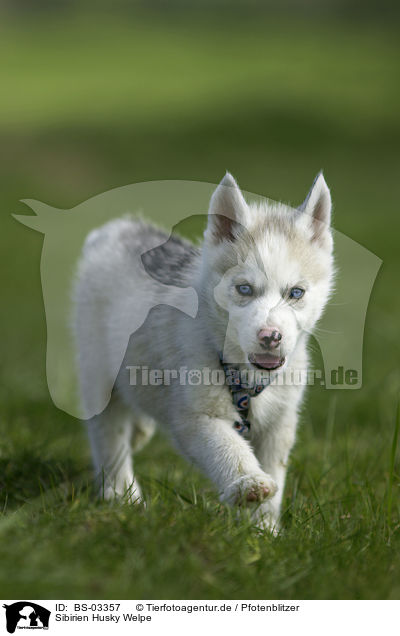 Sibirien Husky Welpe / Siberian Husky Puppy / BS-03357