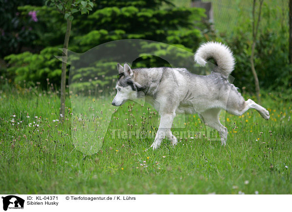 Sibirien Husky / Siberian Husky / KL-04371