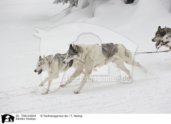 Sibirien Huskys / THA-03934