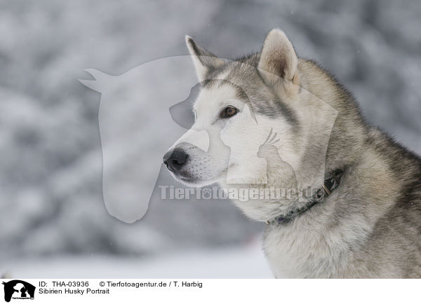 Sibirien Husky Portrait / THA-03936